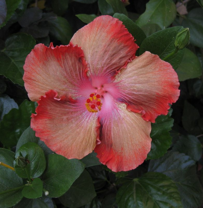 Moorea Rita 09