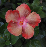 Moorea Rita 09