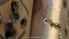 Osmia bicoris