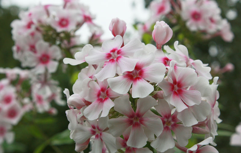 Phlox paniculata 'Kirmesländler'