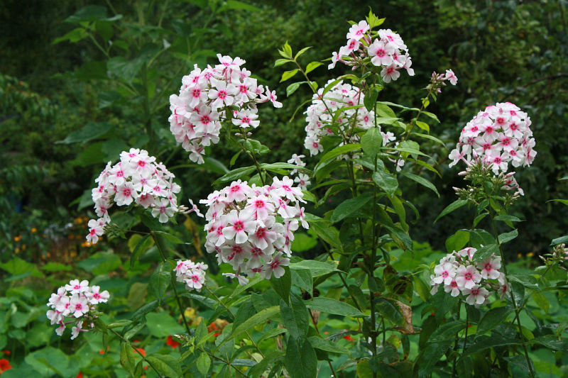 Phlox paniculata 'Kirmesländler'