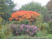 125_2540RhusueberAster.jpg