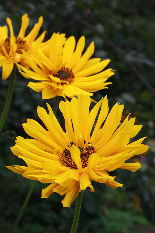 Helianthus 'Monarch'