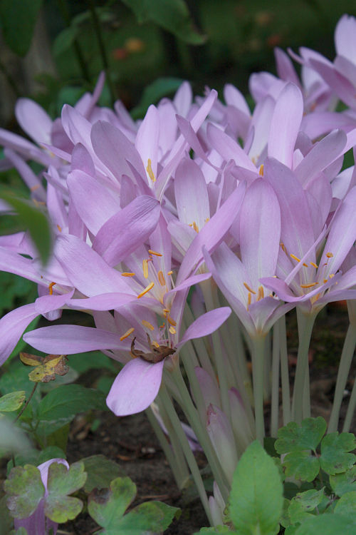 Colchicum autumnale