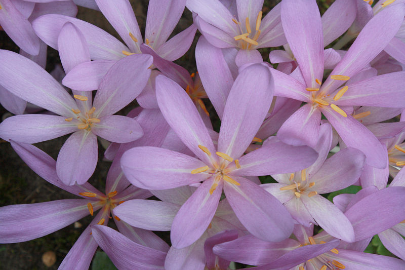 Colchicum autumnale