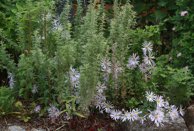 Aster pyrenaeus 'Lutetia', Artemisia pontica