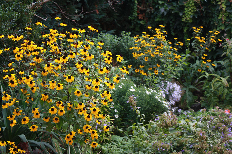 Rudbeckia triloba