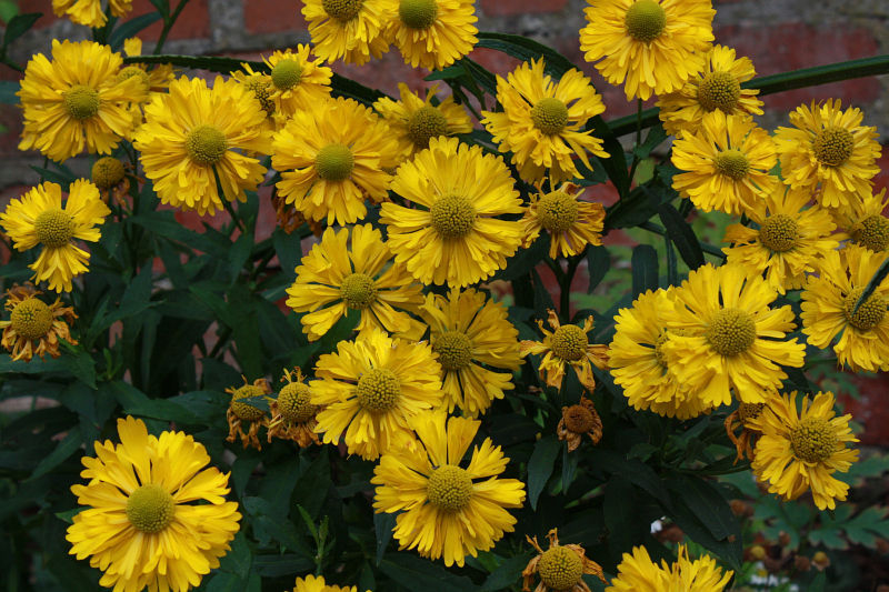 Helenium 'Double Trouble'
