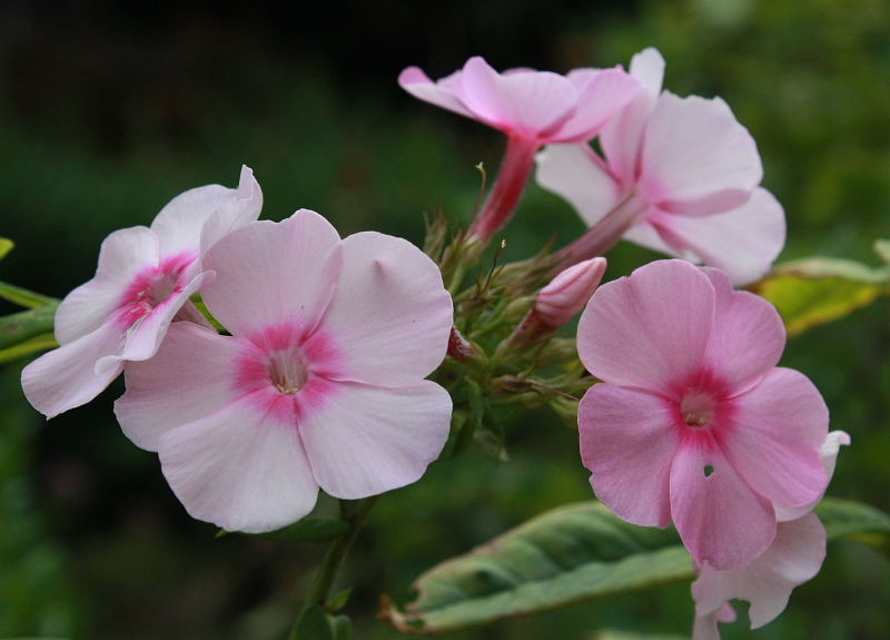 Phlox paniculata, Sämling