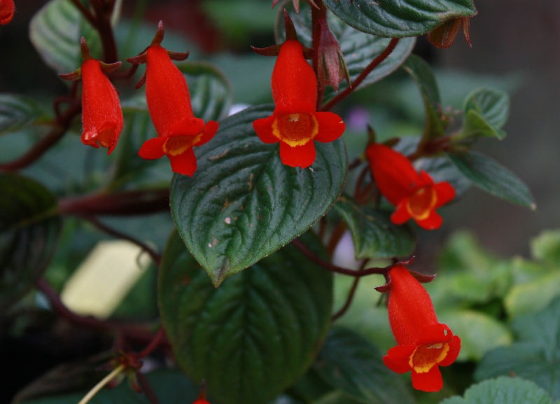 Seemannia nematanthoda