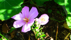 Colchicum byzantinum drei Blüten aus einer Zwiebel