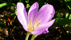 Colchicum byzantinum drei Blüten aus einer Zwiebel