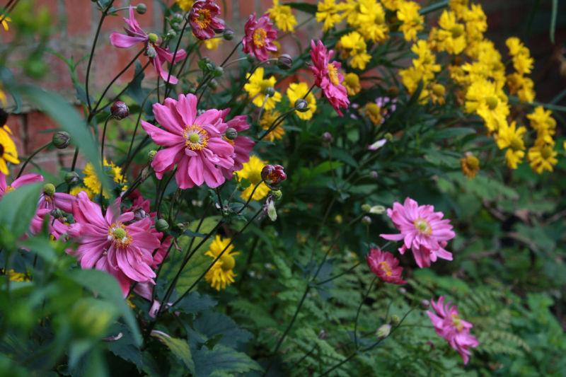 Anemone 'Bressingham Glow'