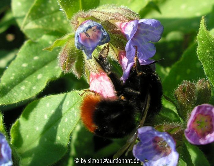 Hummel