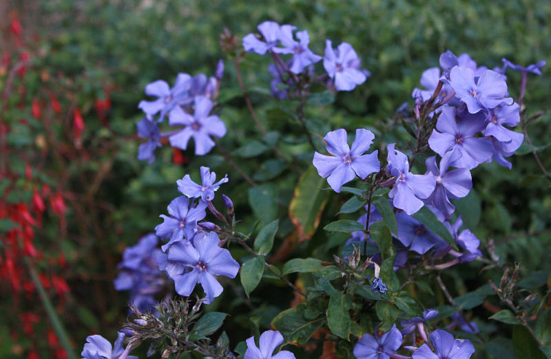 Phlox paniculata 'Blue Paradise'