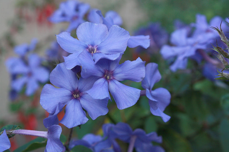 Phlox paniculata 'Blue Paradise'