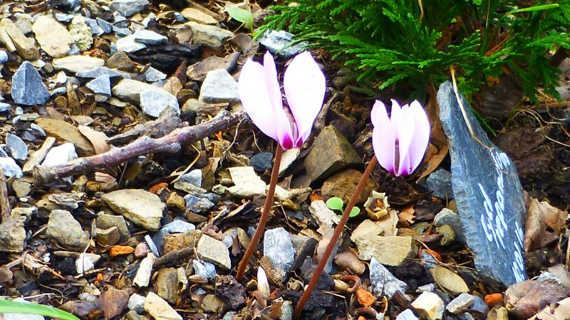 Cyclamen cilicium noch kein Blattwerk