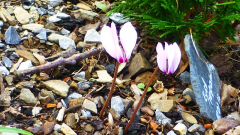 Cyclamen cilicium noch kein Blattwerk