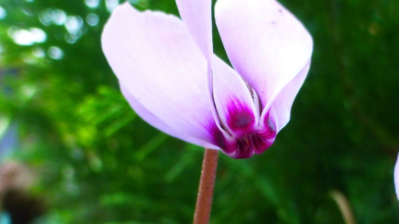 Cyclamen cilicium Blüte