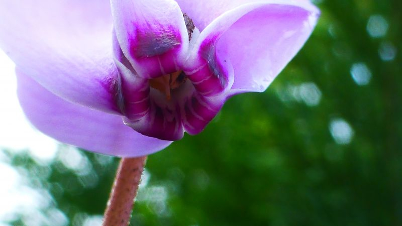 Cyclamen cilicium von unten