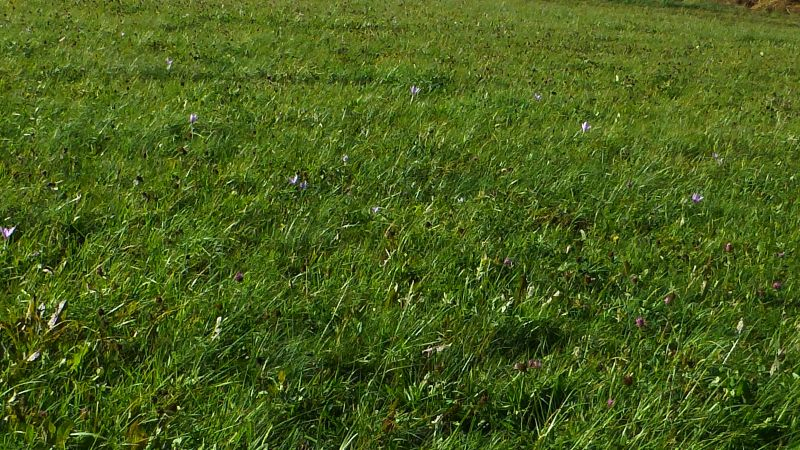 Standort Colchicum autumnale bei Elbingerode Einfahrt Kalkwerke