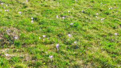 Standort Colchicum autumnale bei Elbingerode Einfahrt Kalkwerke