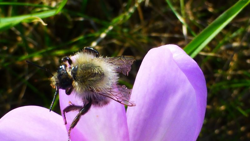 Standort Colchicum autumnale bei Elbingerode Einfahrt Kalkwerke