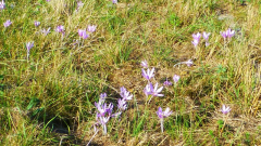 Standort Colchicum autumnale bei Elbingerode Einfahrt Kalkwerke