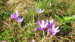 Standort Colchicum autumnale bei Elbingerode Einfahrt Kalkwerke
