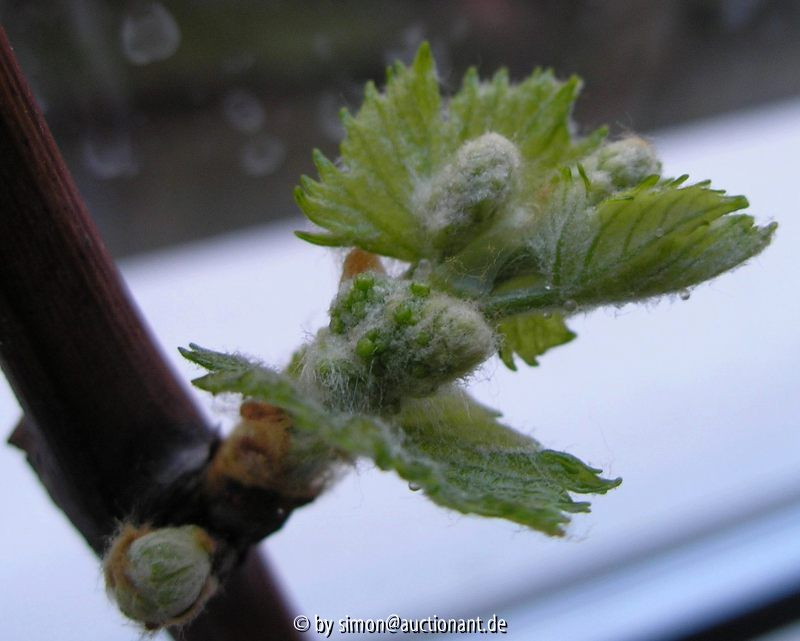 Weinsteckling Wasserglas