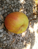 og-apfel