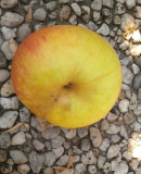 og-apfel