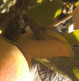 og-apfel