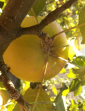 og-apfel