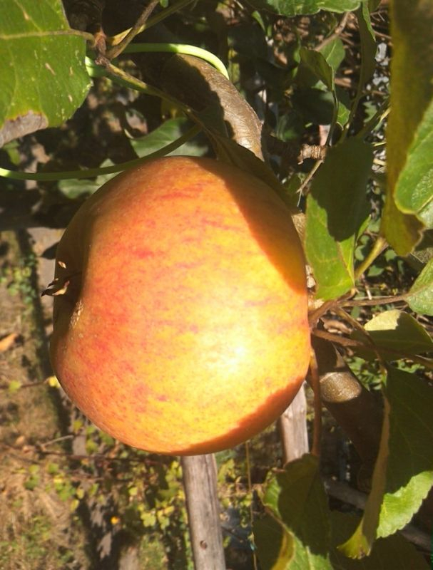 og-apfel