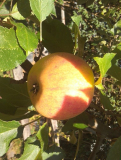 og-apfel