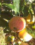 og-apfel