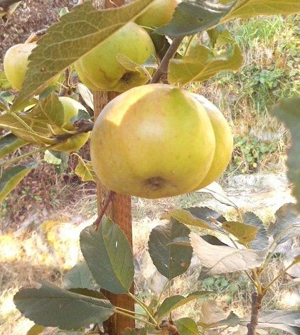 og-apfel