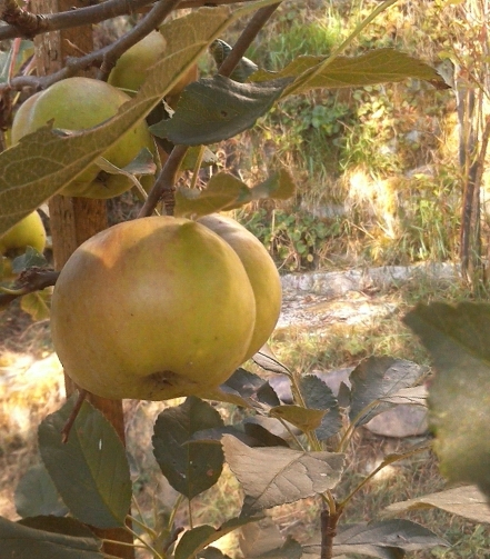 og-apfel