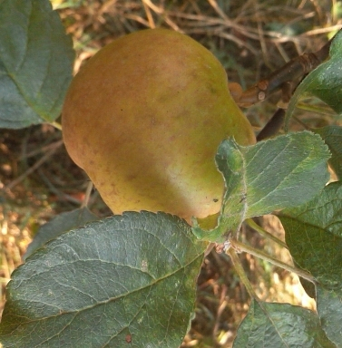 og-apfel