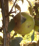 spalier-apfel