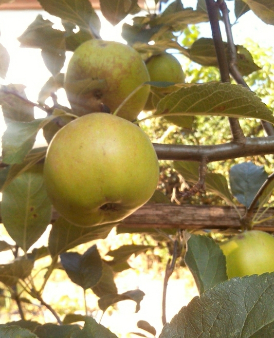 spalier-apfel