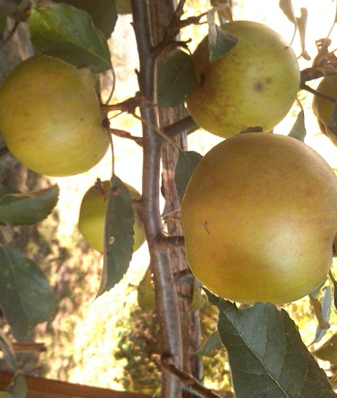 spalier-apfel