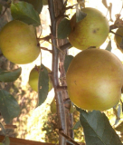 spalier-apfel