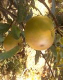 spalier-apfel