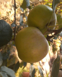 spalier-apfel
