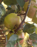 spalier-apfel