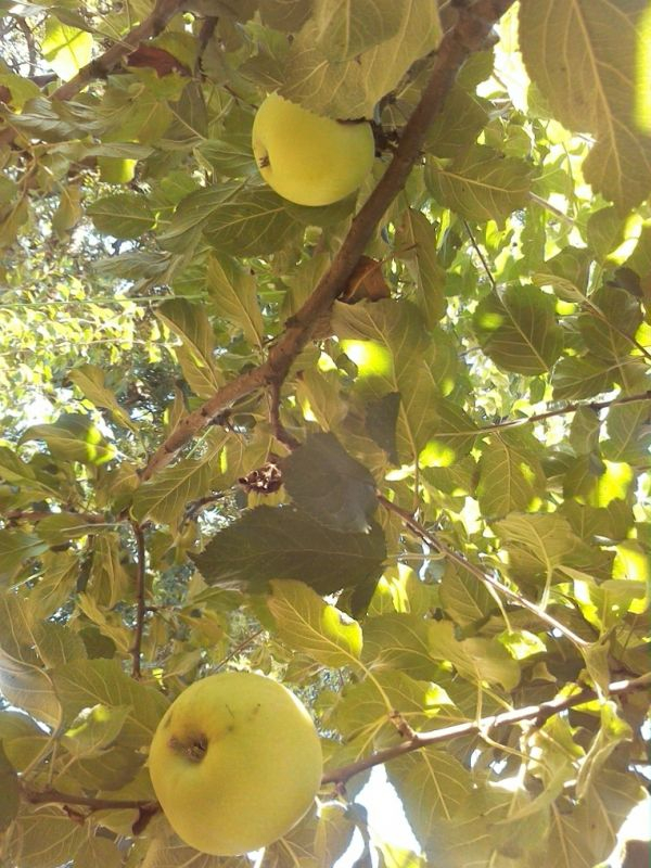 groß-apfel