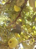 groß-apfel