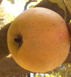 groß-apfel
